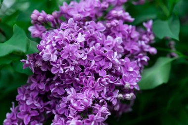 Pers leylak çiçekleri. Çiçekli leylağın güzel bahar arkaplanı. Seçici yumuşak odak, alanın sığ derinliği.