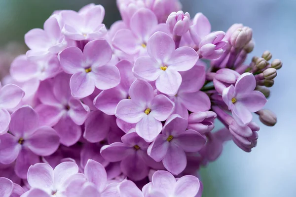 Fliederblüten Schöne Frühling Hintergrund Der Blühenden Flieder Selektiver Weicher Fokus — Stockfoto