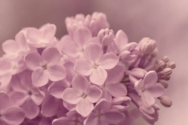Persian Lilac Flowers Beautiful Spring Background Flowering Lilac Selective Soft — Stock Photo, Image