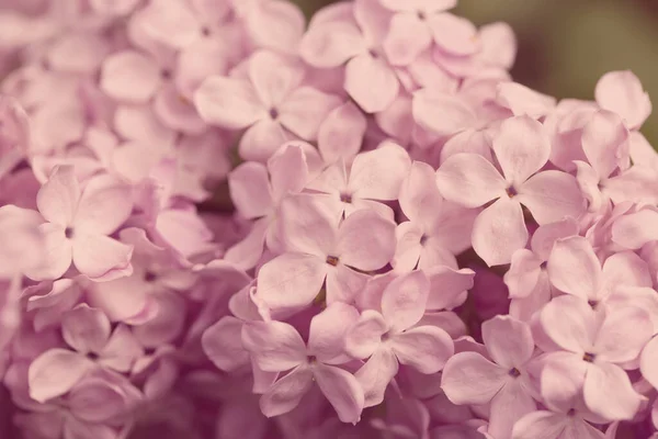 Persian Lilac Flowers Beautiful Spring Background Flowering Lilac Selective Soft — Stock Photo, Image