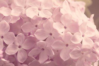 Pers leylak çiçekleri. Çiçekli leylağın güzel bahar arkaplanı. Seçici yumuşak odak, alanın sığ derinliği.