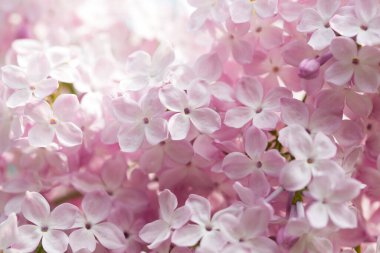 Pers leylak çiçekleri. Çiçekli leylağın güzel bahar arkaplanı. Seçici yumuşak odak, alanın sığ derinliği.