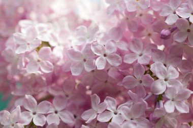 Pers leylak çiçekleri. Çiçekli leylağın güzel bahar arkaplanı. Seçici yumuşak odak, alanın sığ derinliği.