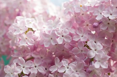 Pers leylak çiçekleri. Çiçekli leylağın güzel bahar arkaplanı. Seçici yumuşak odak, alanın sığ derinliği.