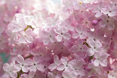 Pers leylak çiçekleri. Çiçekli leylağın güzel bahar arkaplanı. Seçici yumuşak odak, alanın sığ derinliği.