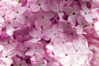 Pers leylak çiçekleri. Çiçekli leylağın güzel bahar arkaplanı. Seçici yumuşak odak, alanın sığ derinliği.