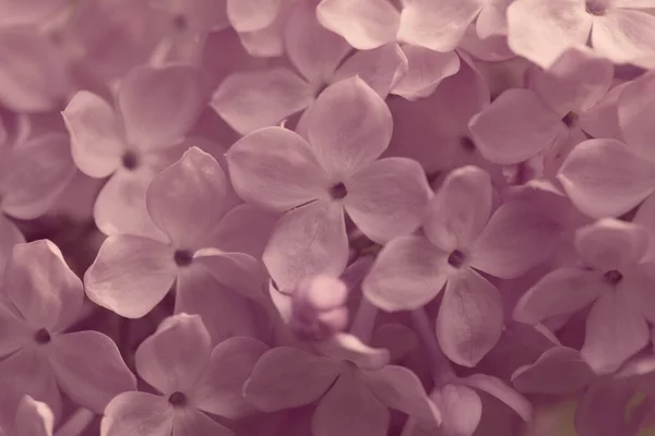 Persian Lilac Flowers Beautiful Spring Background Flowering Lilac Selective Soft — Stock Photo, Image