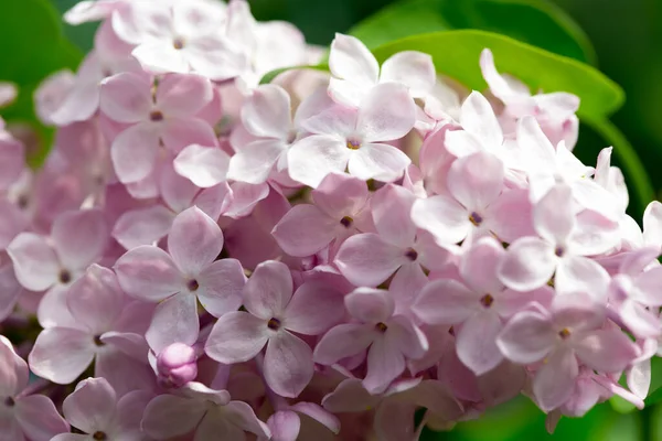 Persian Lilac Flowers Beautiful Spring Background Flowering Lilac Selective Soft — Stock Photo, Image