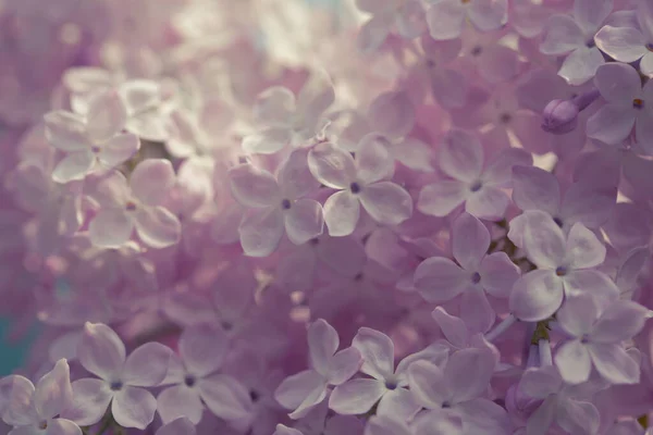 ペルシャライラックの花 ライラックの開花の美しい春の背景 選択的ソフトフォーカス フィールドの浅い深さ — ストック写真