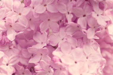 Pers leylak çiçekleri. Çiçekli leylağın güzel bahar arkaplanı. Seçici yumuşak odak, alanın sığ derinliği.