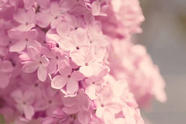 ペルシャライラックの花 ライラックの開花の美しい春の背景 選択的ソフトフォーカス フィールドの浅い深さ — ストック写真