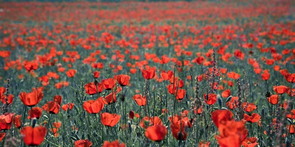 Poppies Field Beautiful Field Blooming Poppies — Stock Photo, Image