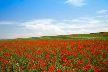 Haşhaş tarlası. Çiçek açan gelinciklerle dolu güzel bir tarla..