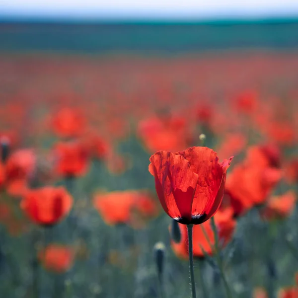 Papaverveld Een Prachtig Veld Van Bloeiende Klaprozen — Stockfoto