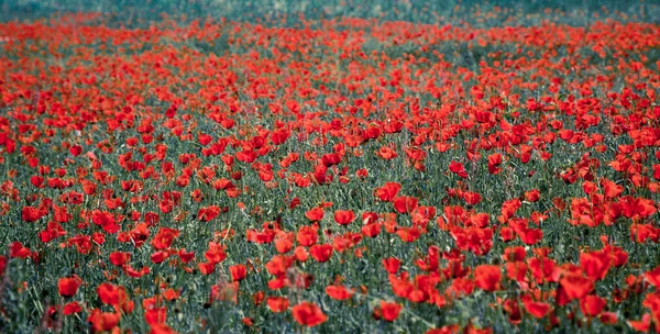 Champ Coquelicots Beau Champ Coquelicots Fleurs — Photo