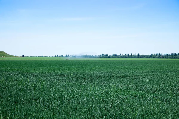 Campo Verde Pan Agricultura — Foto de Stock