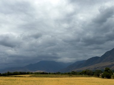 Kırgızistan 'da dağ sıraları ve dramatik bulutlu gökyüzü ile geniş altın bir alan. Fırtınadan önce Orta Asya 'nın kırsal yaz manzarası.