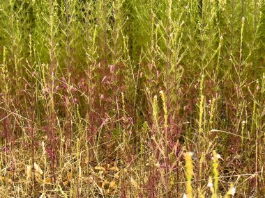 Yeşil ve bordo saplı yabani çayır çimlerini kapatın. Doğal bitki dokusu organik arka plan ve botanik desen yaratır..