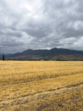 Kırgızistan 'da dağ sıraları ve dramatik bulutlu gökyüzü ile geniş altın bir alan. Fırtınadan önce Orta Asya 'nın kırsal yaz manzarası.