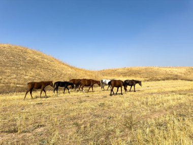 Kuru bozkırlarda altın otlarla kaplı bir grup at yürüyor. Geniş açık doğal manzara ve özgürlük kavramı. Atlar açık mavi gökyüzünün altında kuru arazide yürüyor..