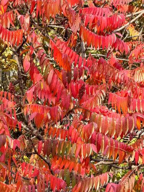 Güneş ışığıyla aydınlatılan altın akçaağaç yapraklarının yakınına. Sıcak sonbahar havası ve doğal mevsimsel doku. Sarı akçaağaç yaprakları sonbahar mevsiminde güneş ışığında parlıyor..