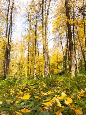 Uzun ağaçları ve parlak sarı yaprakları olan güneşli bir sonbahar ormanı. Sıcak mevsimlik atmosferi olan sakin doğal manzara. Sonbahar ormanı. Altın ağaçlar ve güneş ışığında düşen yapraklar..