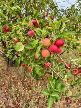 Doğal ortamda ağaç dalında yetişen olgun yaban elmaları. Kırgızistan 'da yaz aylarında yeşil yapraklar arasında kırmızı meyveler, organik hasat ve meyve bahçesi ekosistemi.