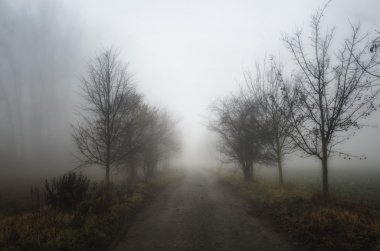 Sisin içinde bir yol ile manzara.