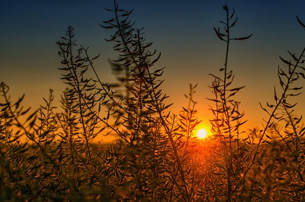 日没でぼやけて花 — ストック写真