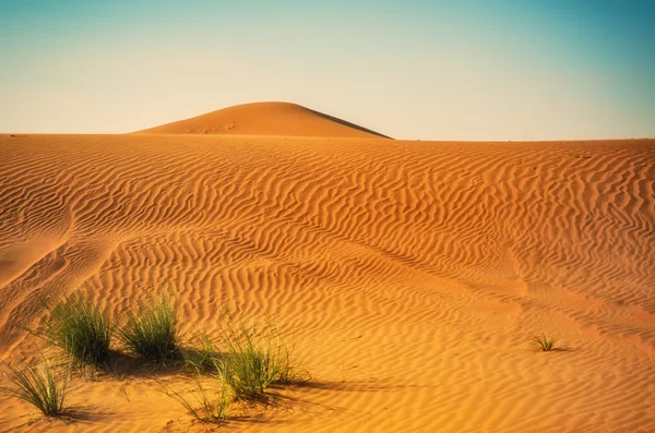 Трава в піщаних дюнах — стокове фото