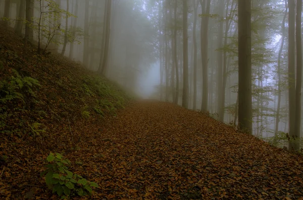 Leaves on a forest path — Stock Photo, Image