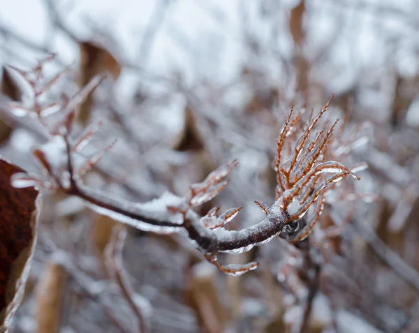 Sneeuw bevroren planeet — Stockfoto