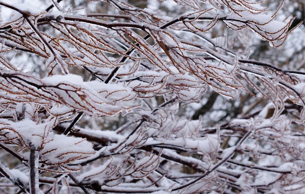 Icicles florais — Fotografia de Stock