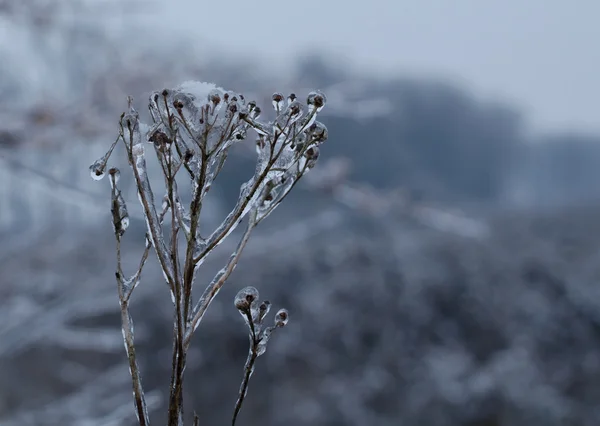 Bloem bedekt met sneeuw — Stockfoto