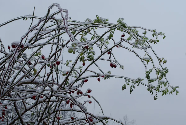 Flower icicles winter background — Stock Photo, Image