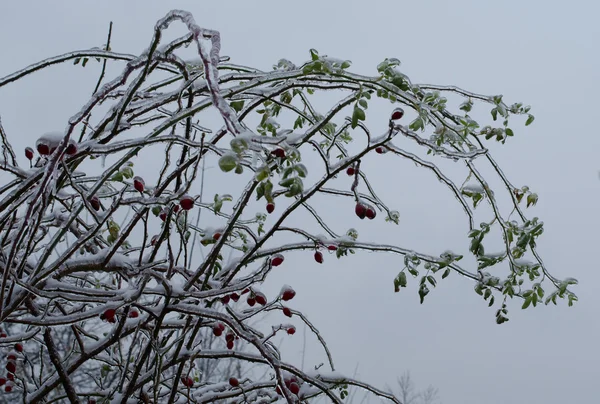 Blomma istappar vintern bakgrund — Stockfoto