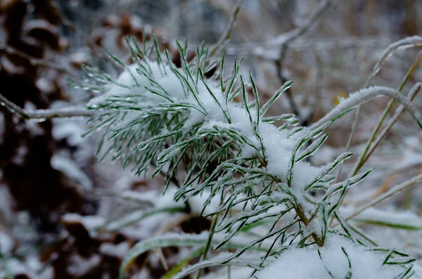 Blomma istappar bakgrund — Stockfoto