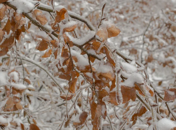 Neve em detalhes de ramos — Fotografia de Stock