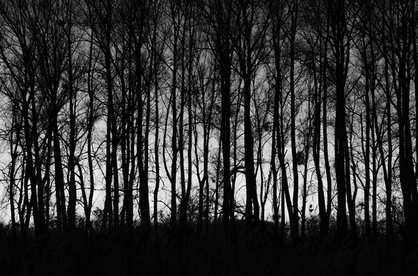 Jesień las lasy czarno-białe — Zdjęcie stockowe