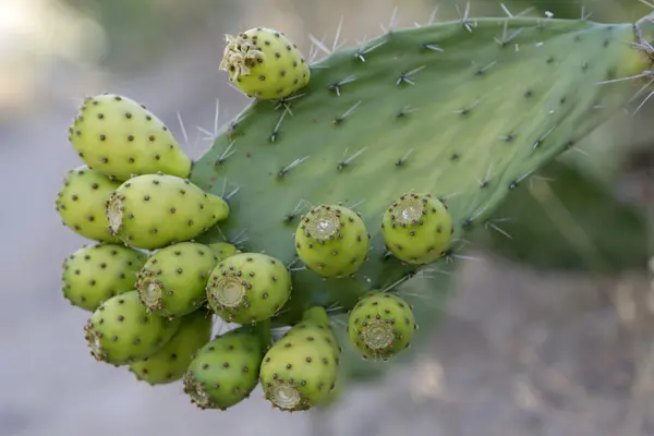 Cactus de pera espinosa — Foto de Stock