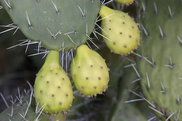 Cactus de pera espinosa — Foto de Stock