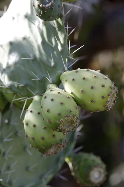 Prickly Pear Cactus — Stock Photo, Image