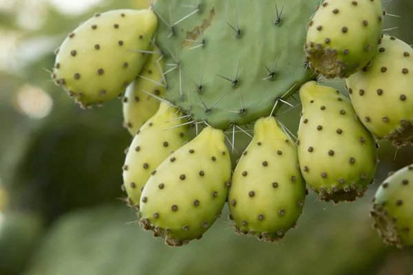 Fruta de cactus de pera espinosa — Foto de Stock