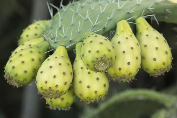 Fruta de cactus de pera espinosa — Foto de Stock