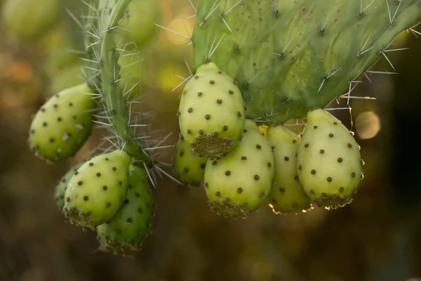 Prickly Pear Cactus Fruit — Stock Photo, Image