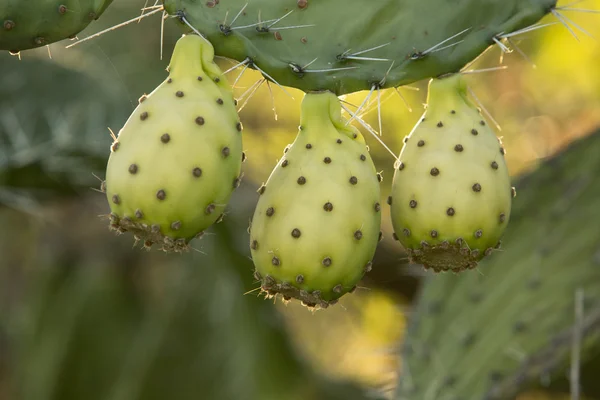 Prickly Pear Cactus Fruit — Stock Photo, Image