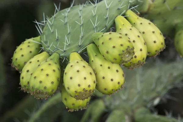 Fruta de cactus de pera espinosa — Foto de Stock