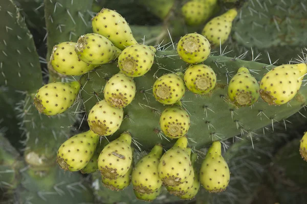 Owoc kaktusa opuncja — Zdjęcie stockowe
