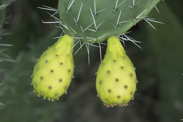 Fruta de cactus de pera espinosa — Foto de Stock