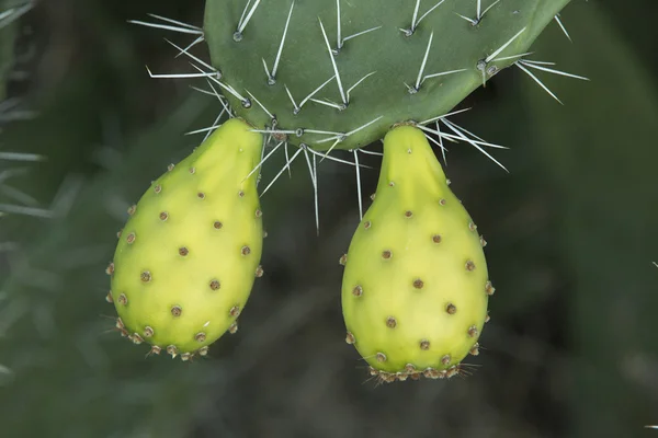 Fruta de cacto de pêra espinhosa — Fotografia de Stock